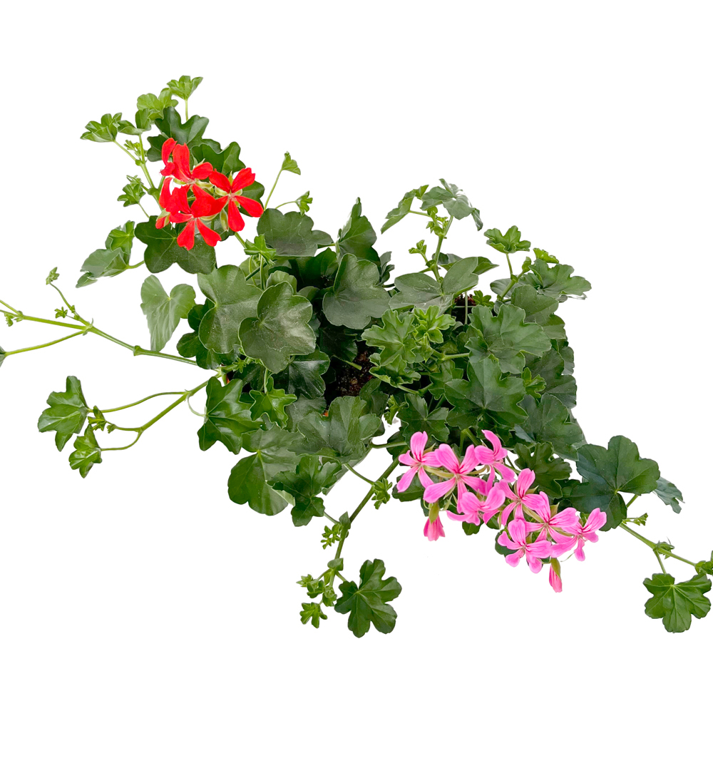 Pelargonium peltatum jednoduché k12