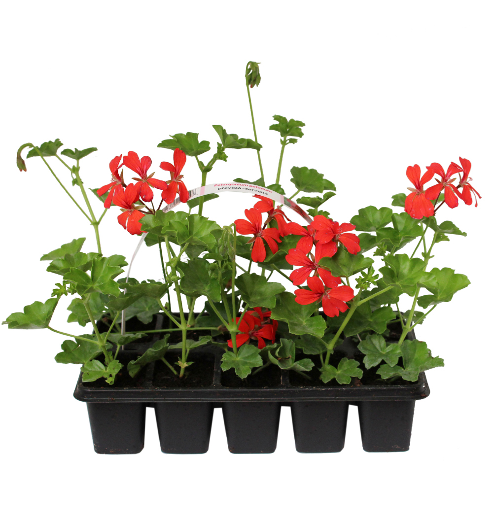 Pelargonium peltatum jednoduché 10pack