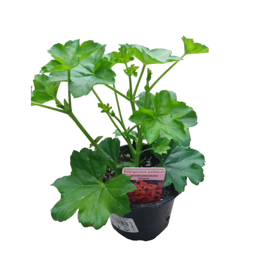 Pelargonium peltatum jednoduché k9