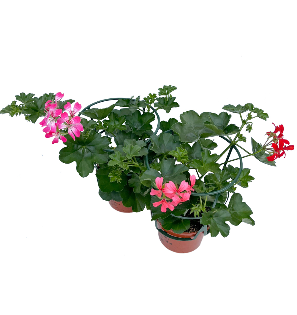 Pelargonium peltatum kultivary k12