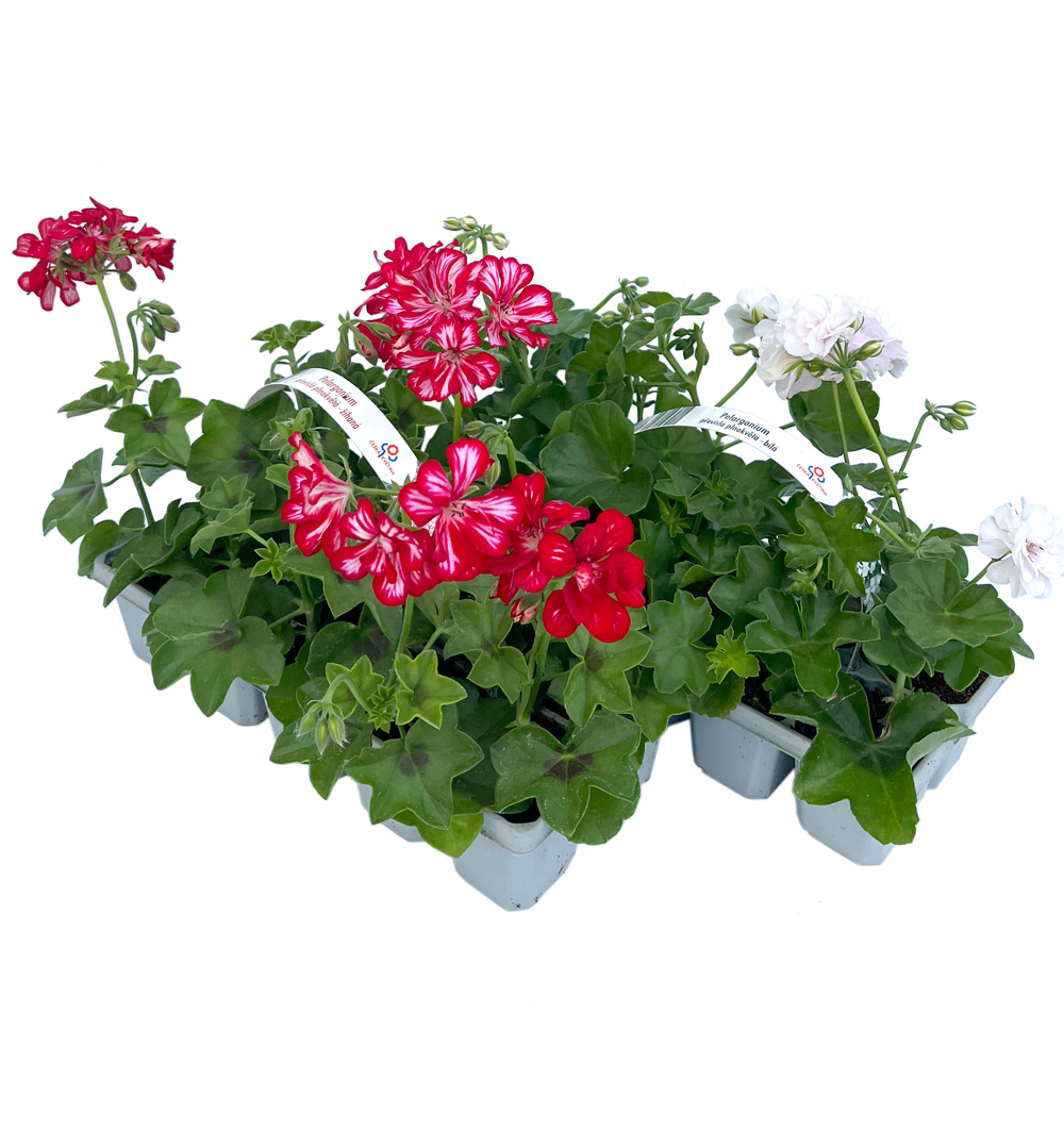 Pelargonium peltatum plnokvěté 10pack