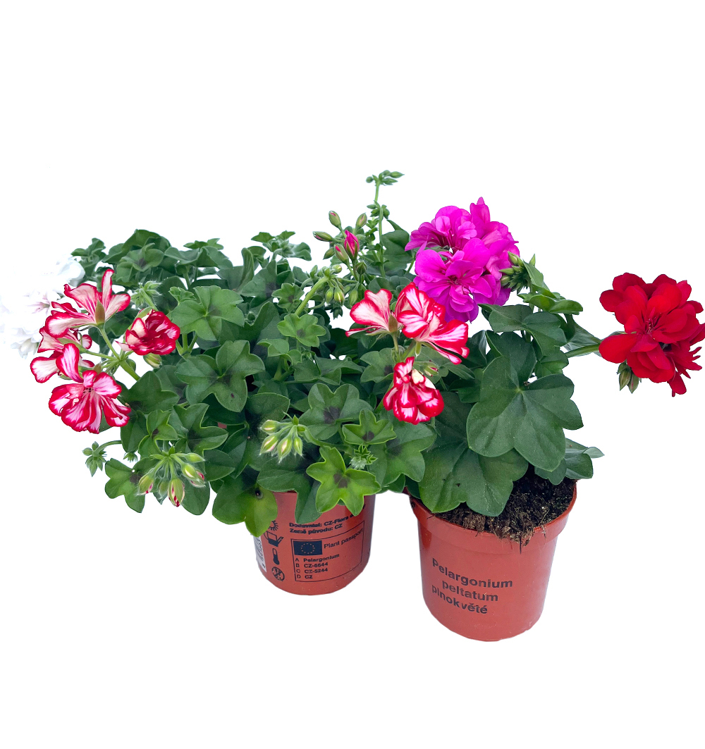 Pelargonium peltatum plnokvěté k9