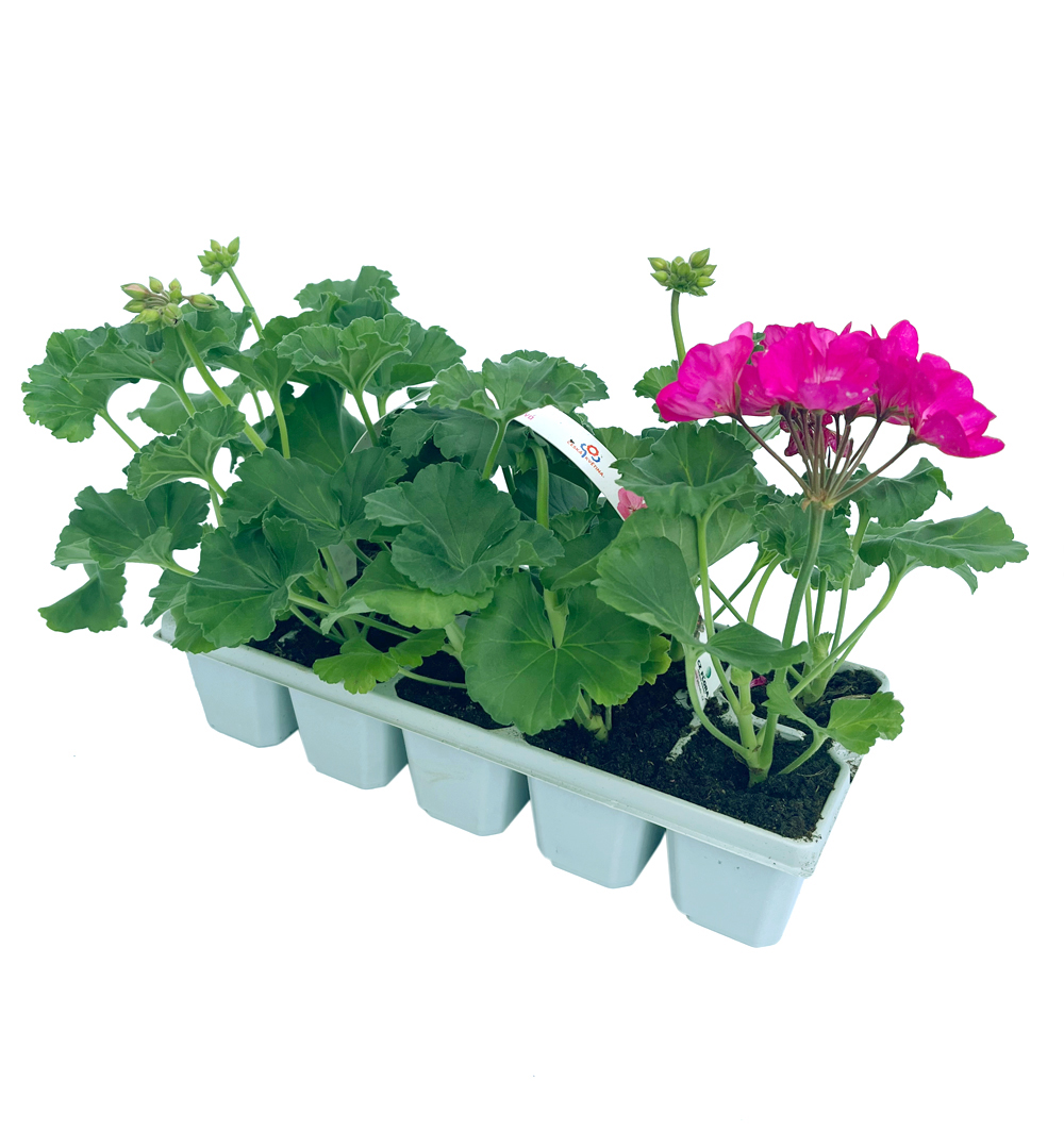 Pelargonium zonale řízkované 10pack