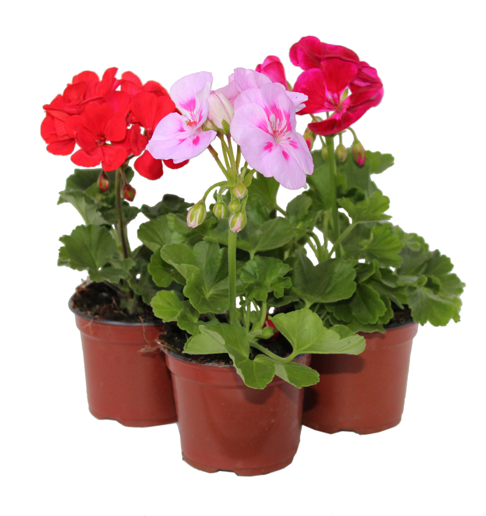 Pelargonium zonale k9