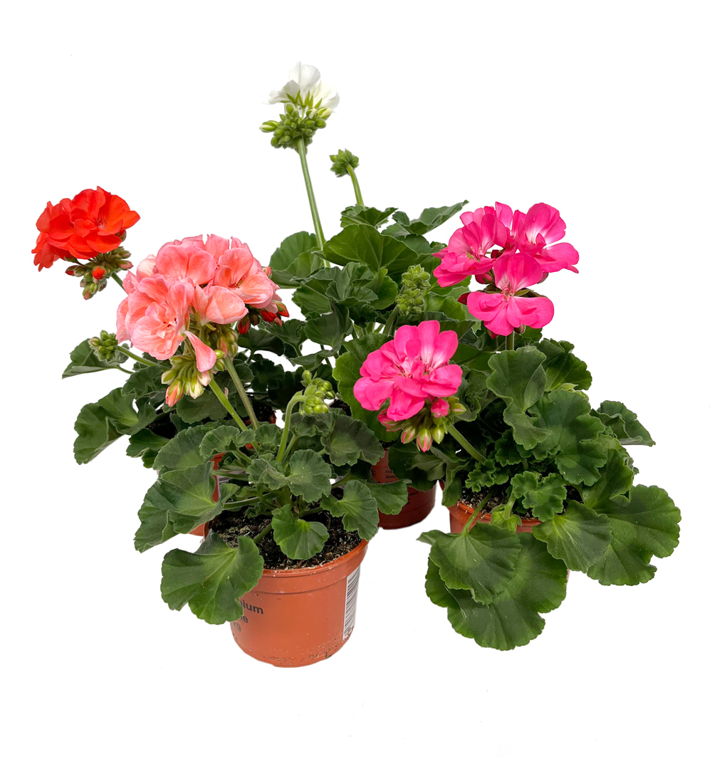 Pelargonium zonale k12