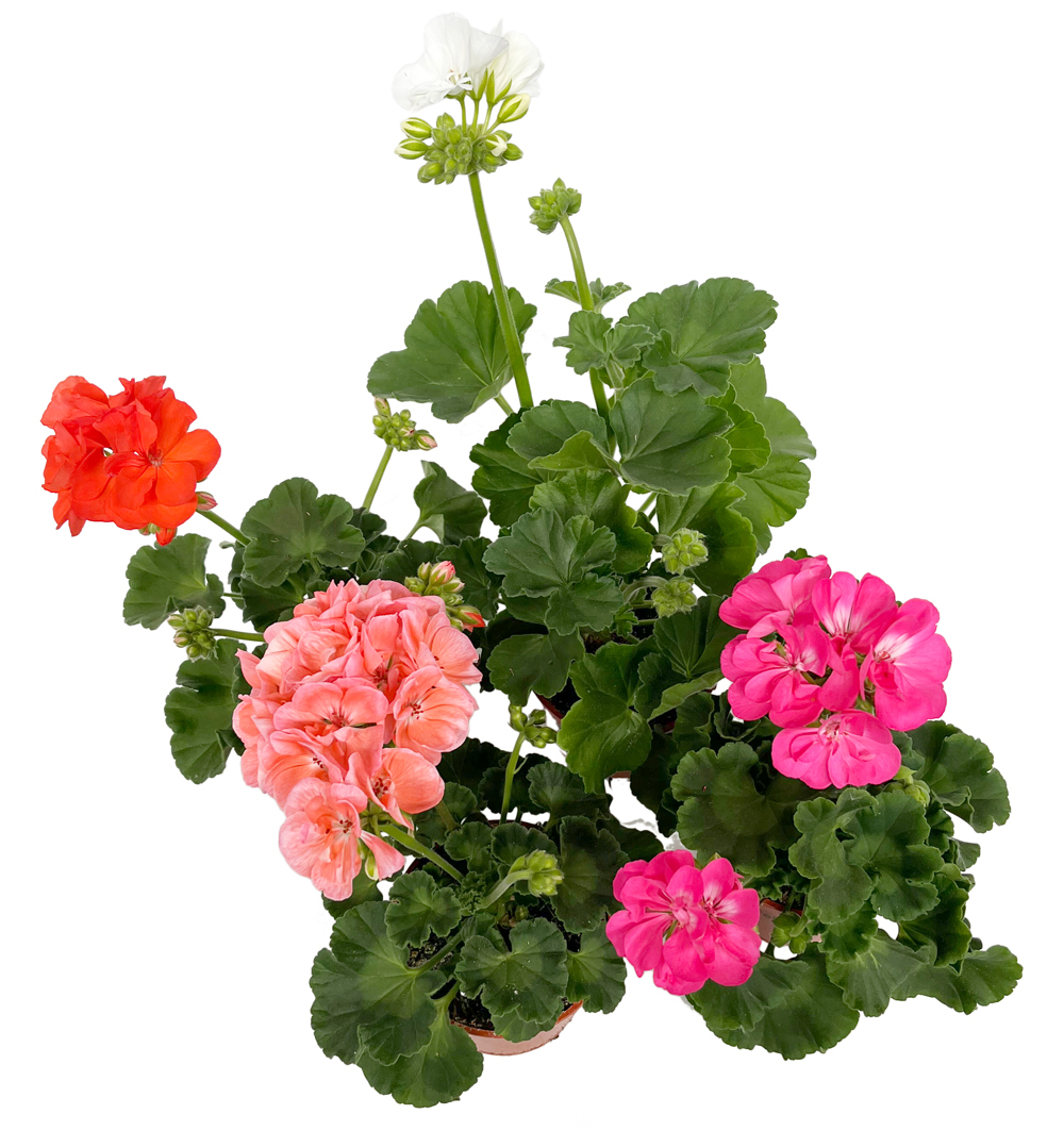 Pelargonium zonale k12