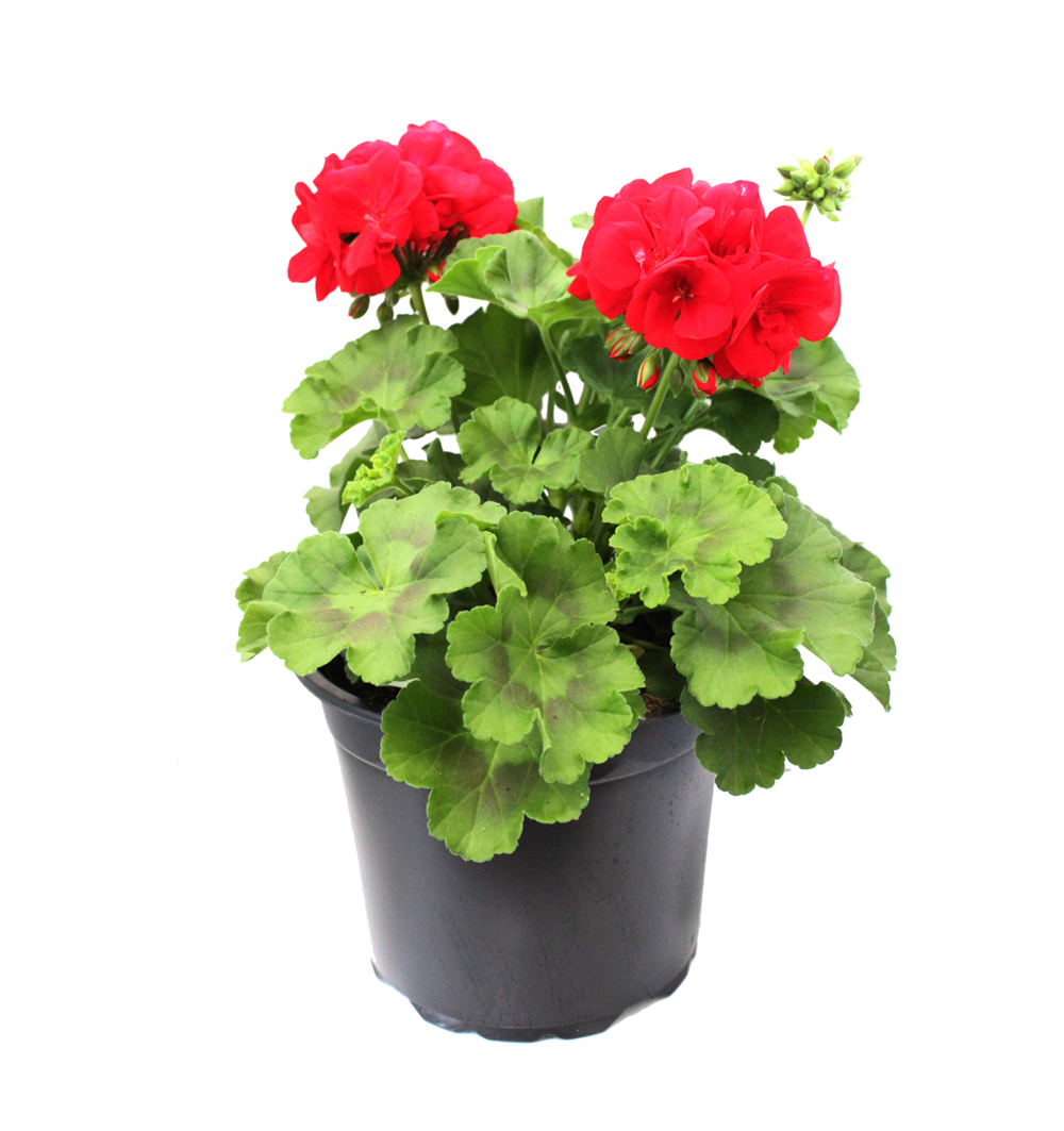 Pelargonium zonale pro terasy a schodiště k21