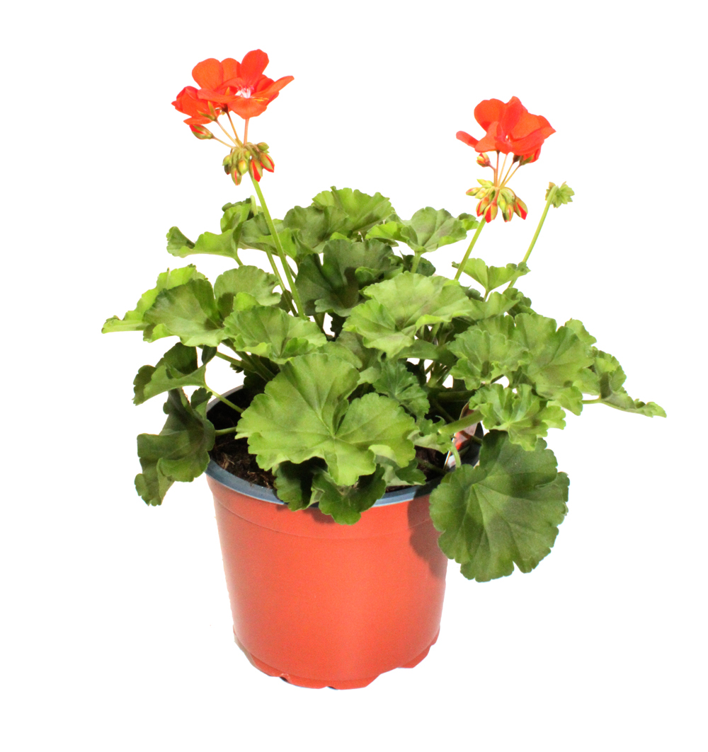 Pelargonium zonale pro terasy a schodiště k21