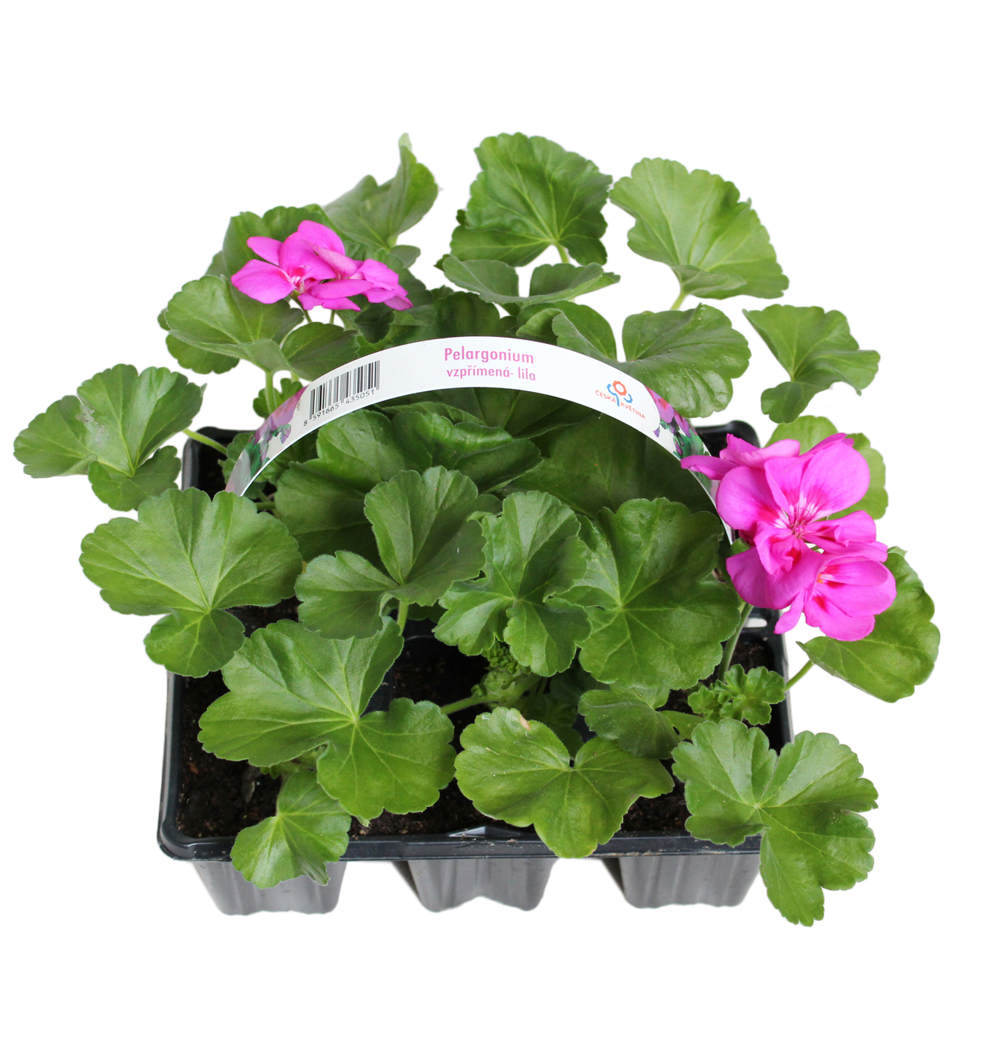 Pelargonium zonale 6pack