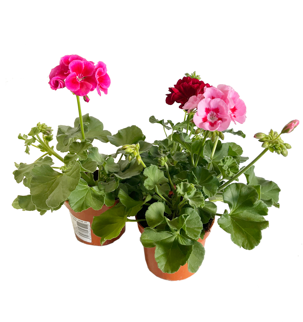 Pelargonium zonale s okem k12