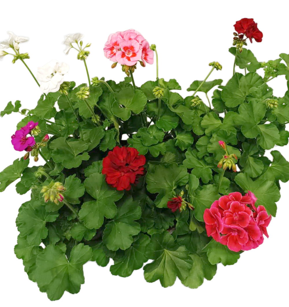 Pelargonium hybridum cv. k12