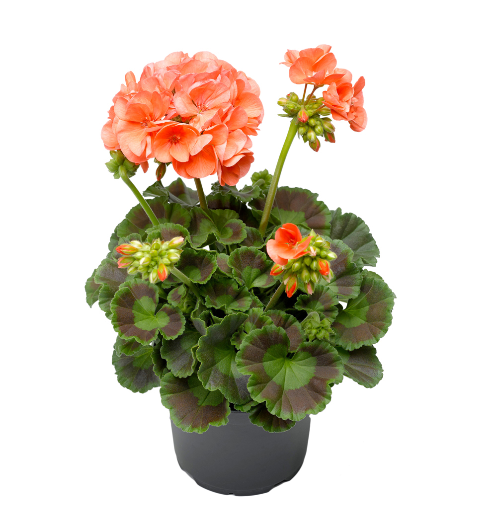 Pelargonium zonale Darkline k12