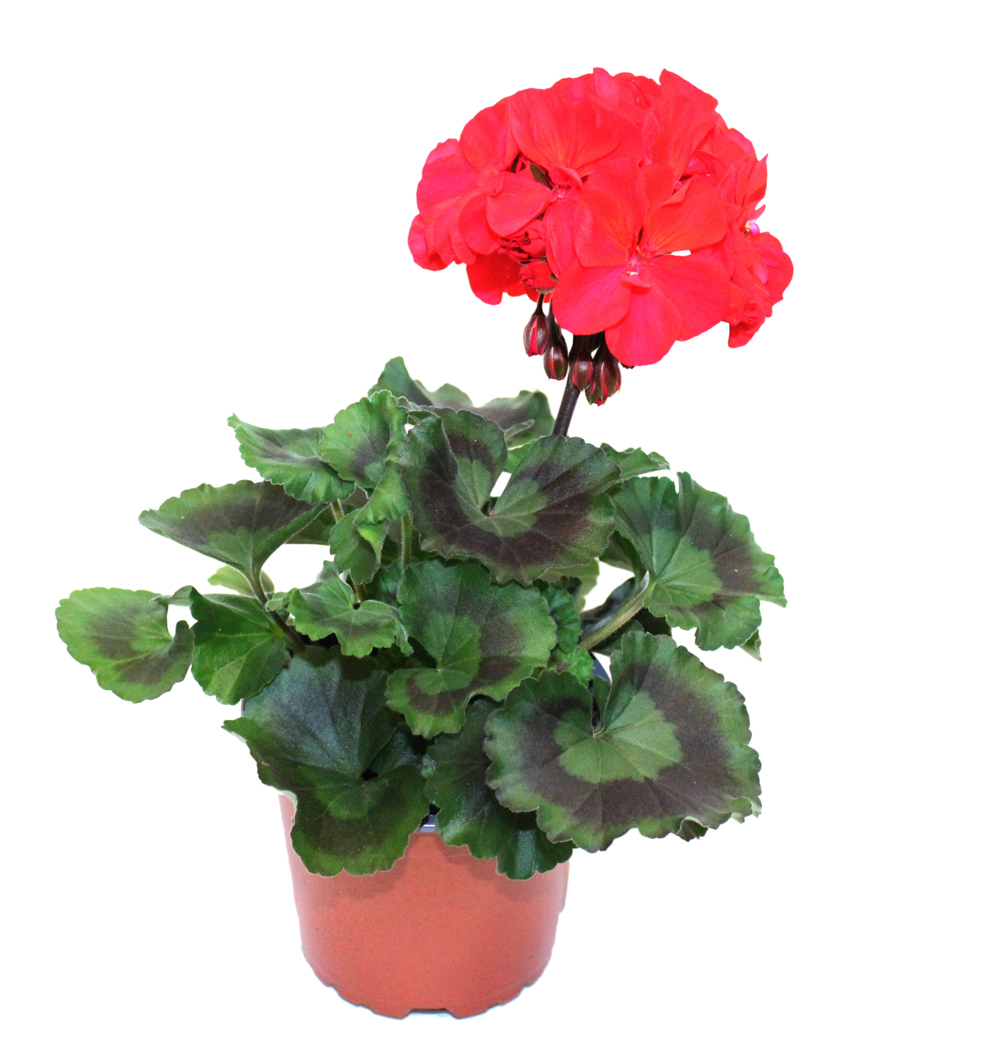 Pelargonium zonale Darkline k12