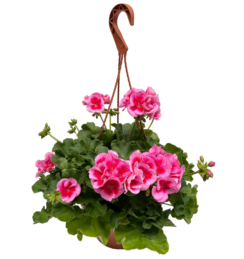 Pelargonium hyb. Calliope závěs 25 cm