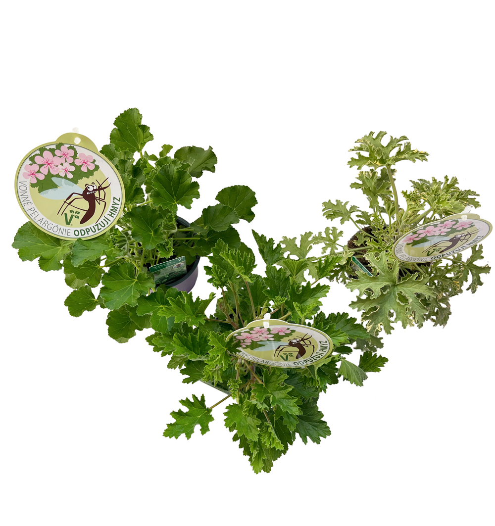 Pelargonium aromatico k12