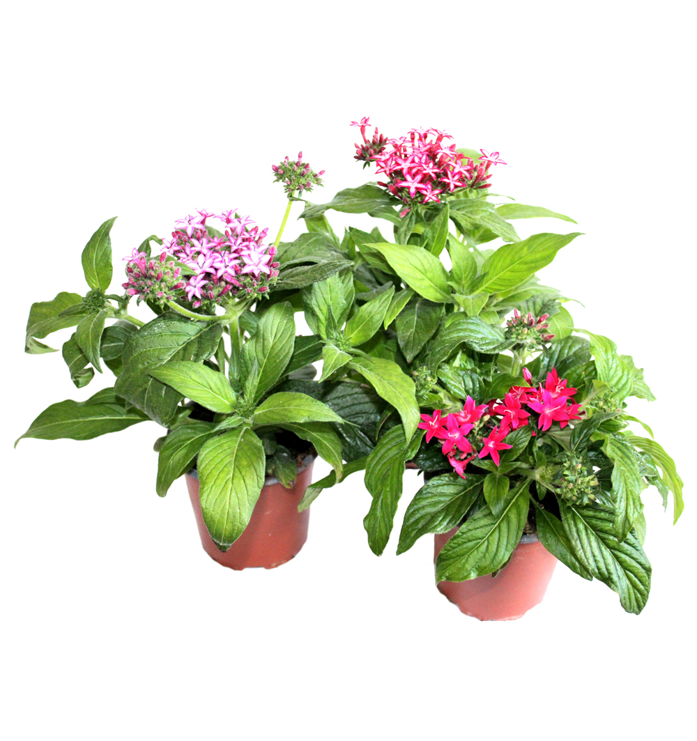 Pentas lanceolata k12