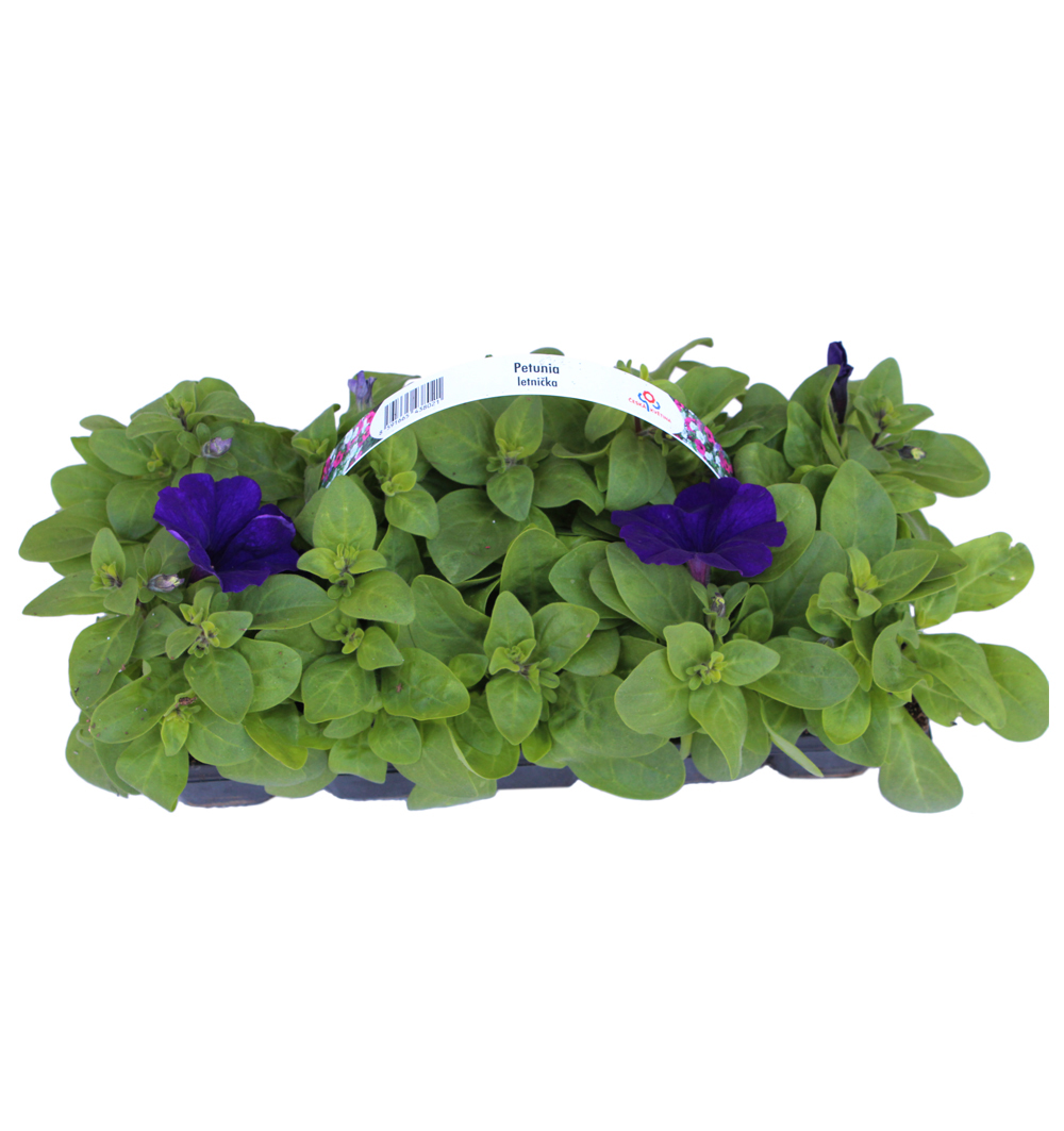 Petunia 10pack