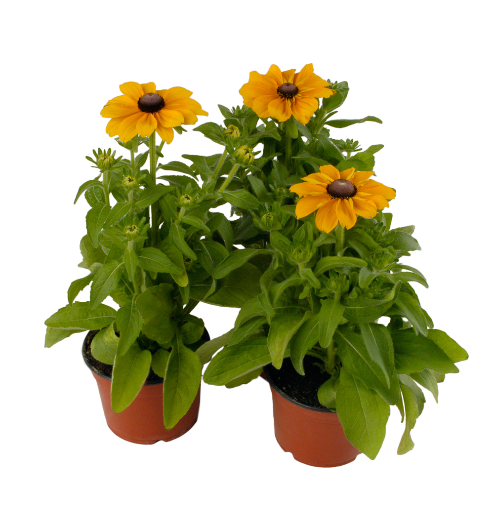 Rudbeckia hirta k12