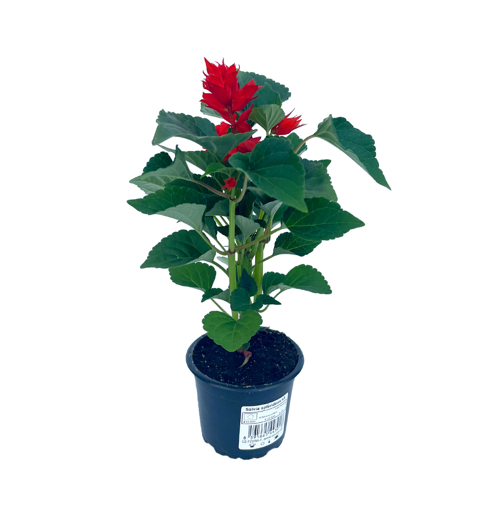 Salvia splendens k9