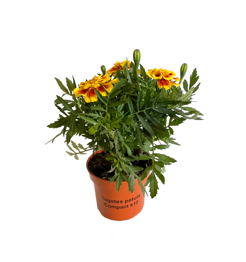 Tagetes patula Compact k12