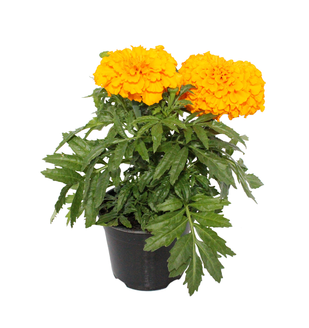 Tagetes erecta Antigua k10