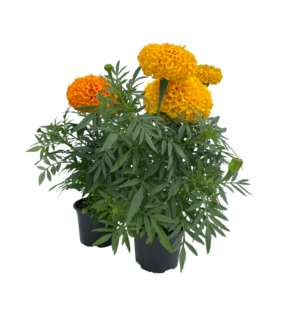 Tagetes erecta k9