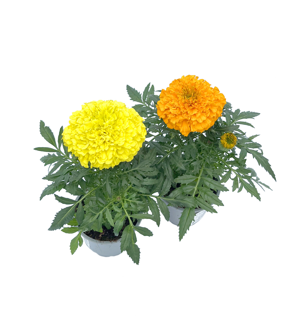 Tagetes erecta k9