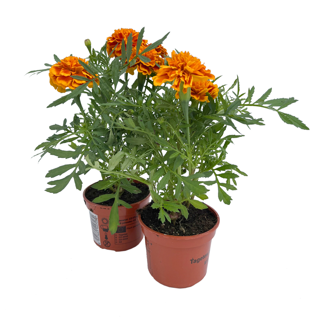 Tagetes patula k9