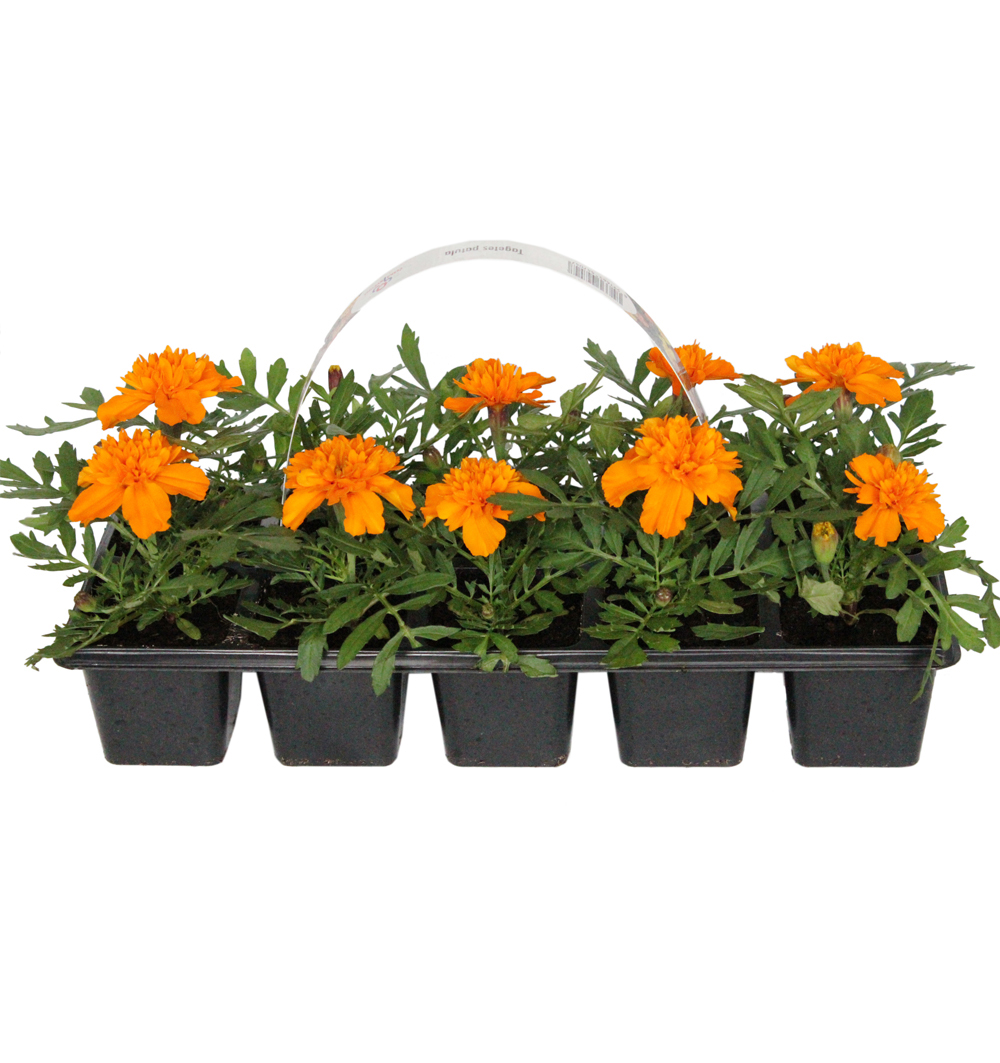 Tagetes patula 10pack