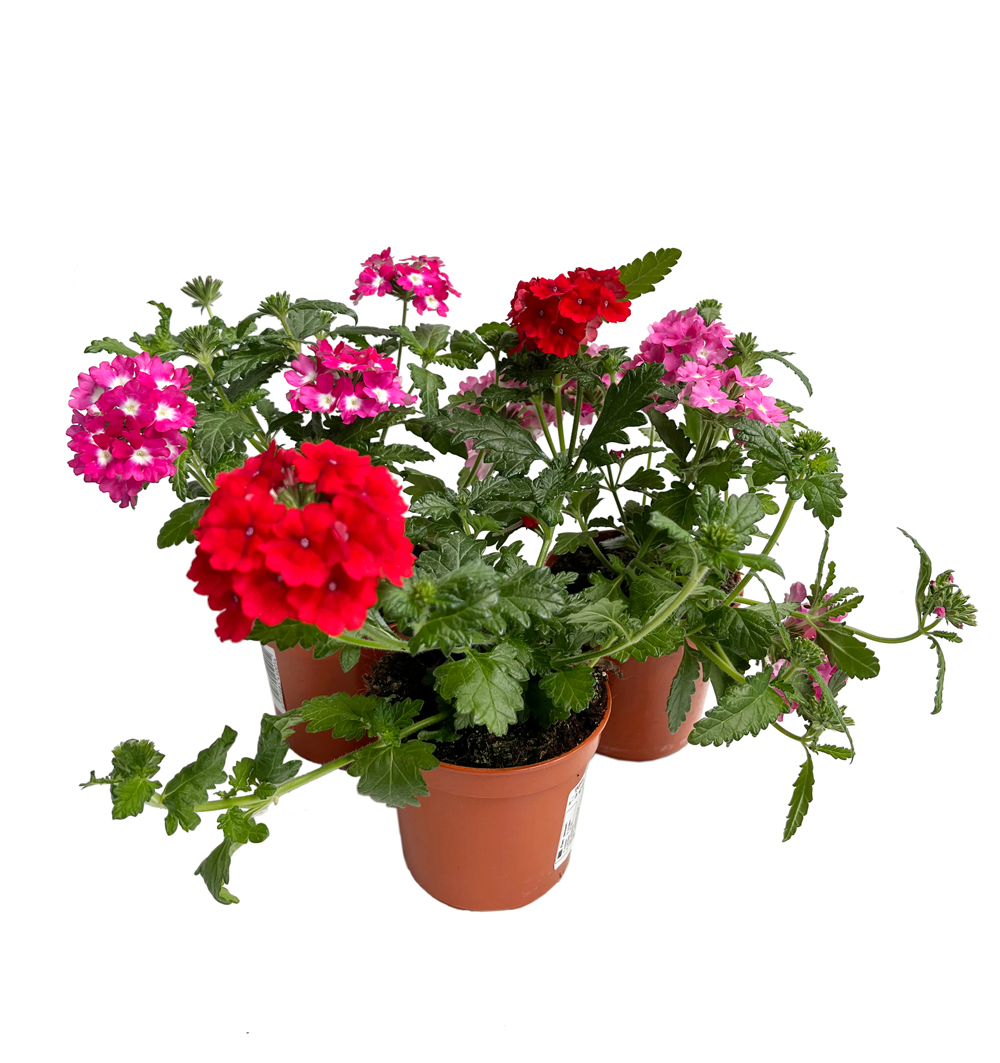 Verbena hybrida k9