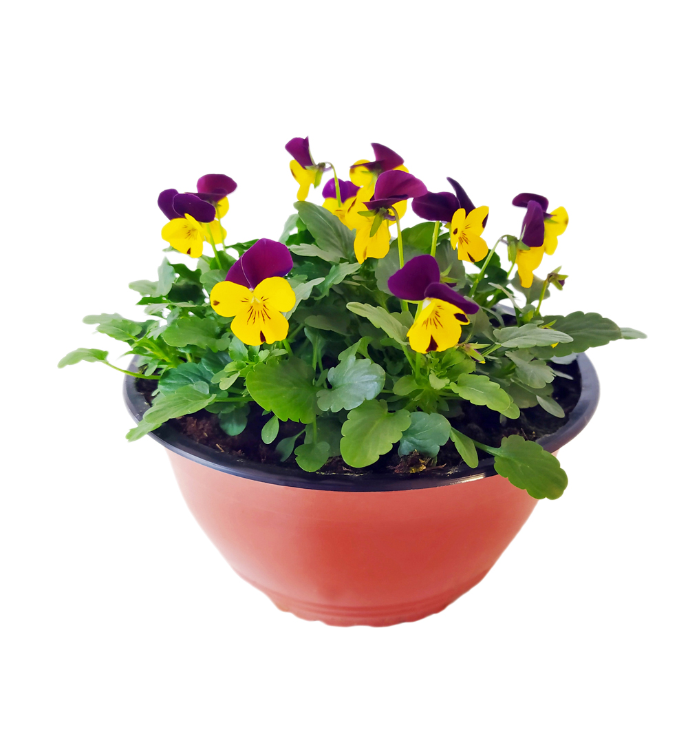 Viola drobnokvětá miska 19 cm