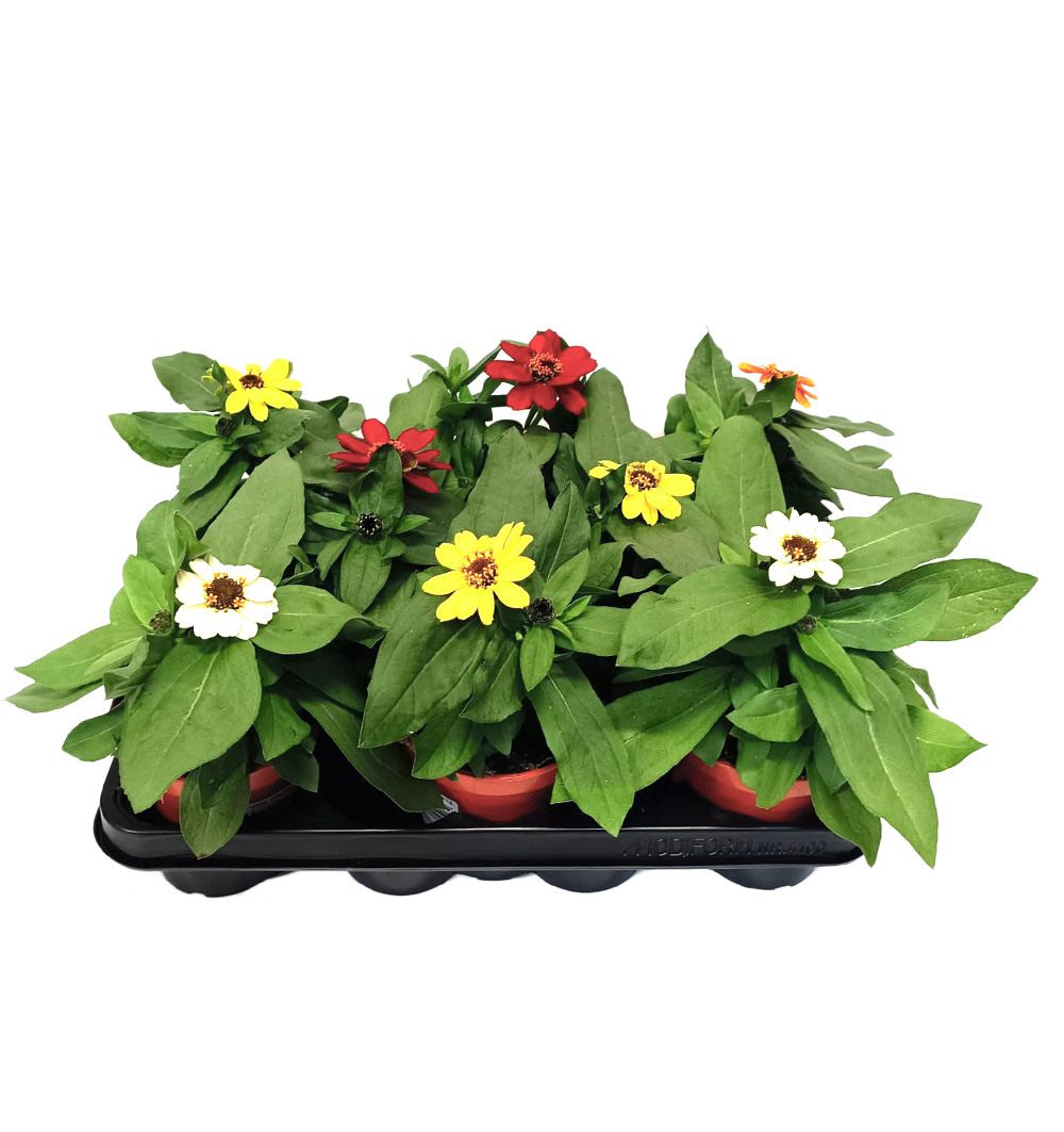 Zinnia elegans k11