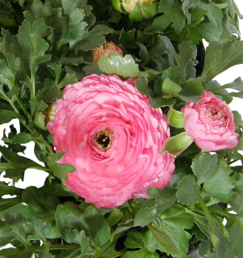 Ranunculus k9,5