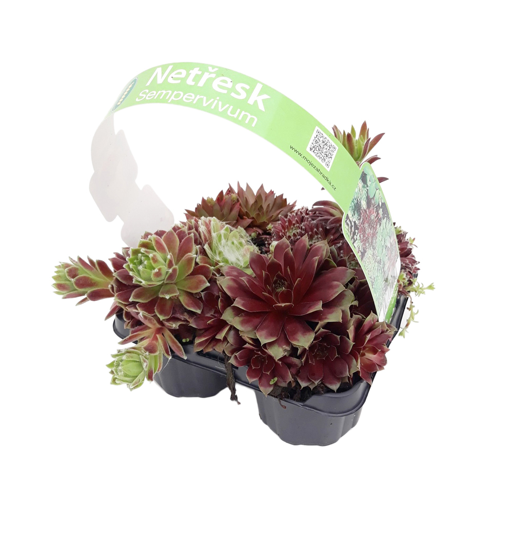 Trvalky Sempervivum 4pack