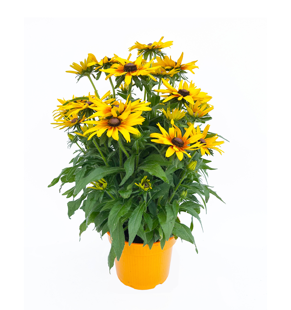 Rudbeckia Sunbeckia® 5 litr