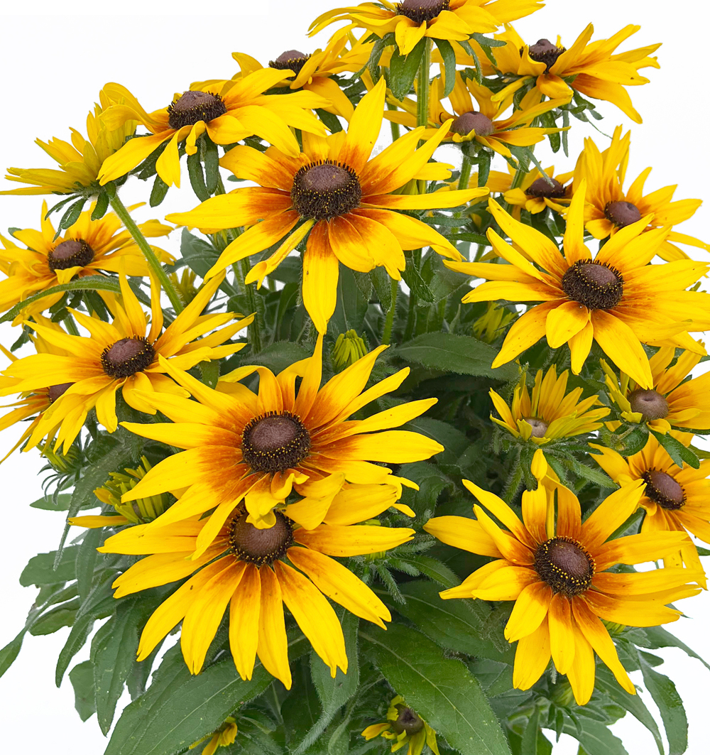 Rudbeckia Sunbeckia® 5 litr