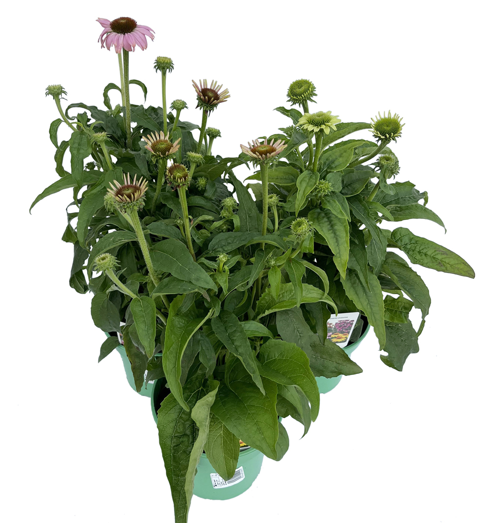 Echinacea 3 litr