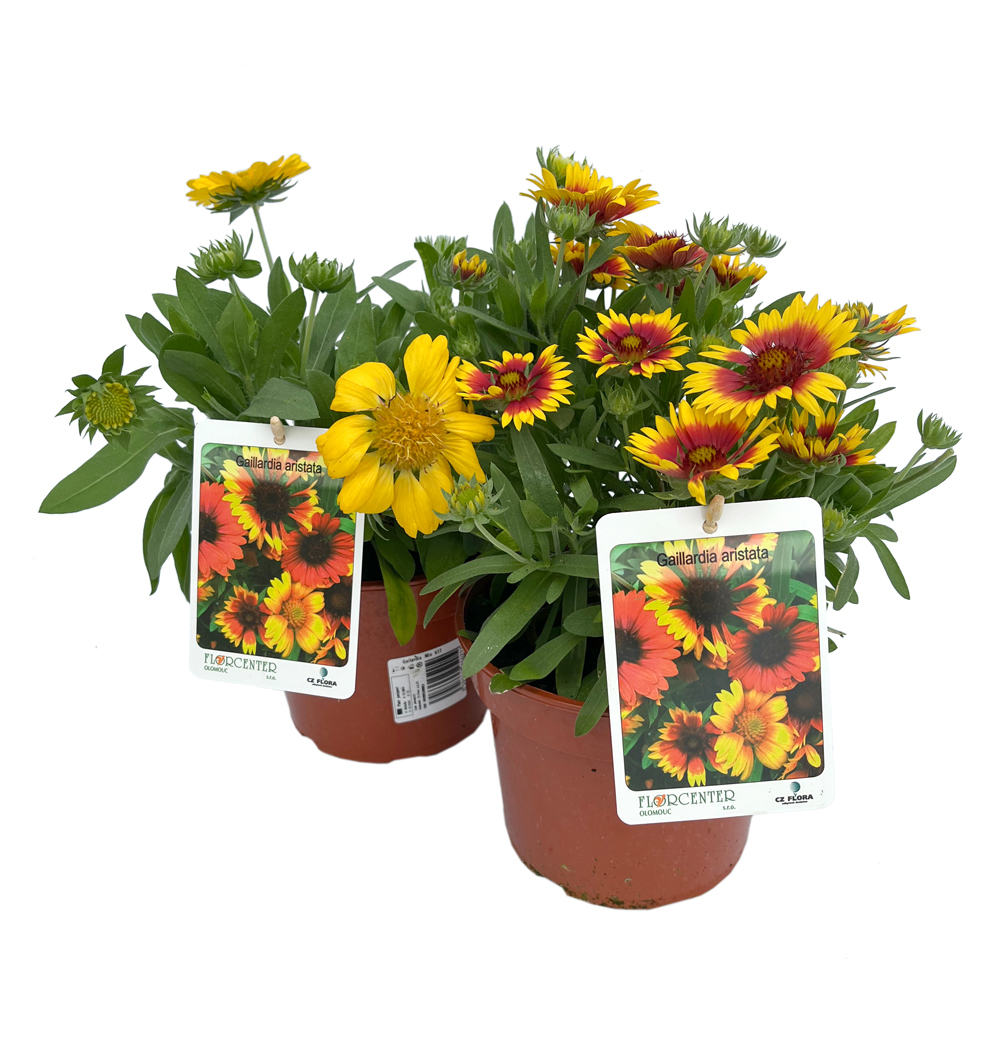 Gaillardia 2 litr