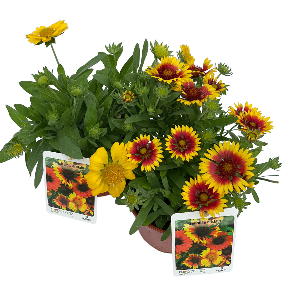 Gaillardia 2 litr