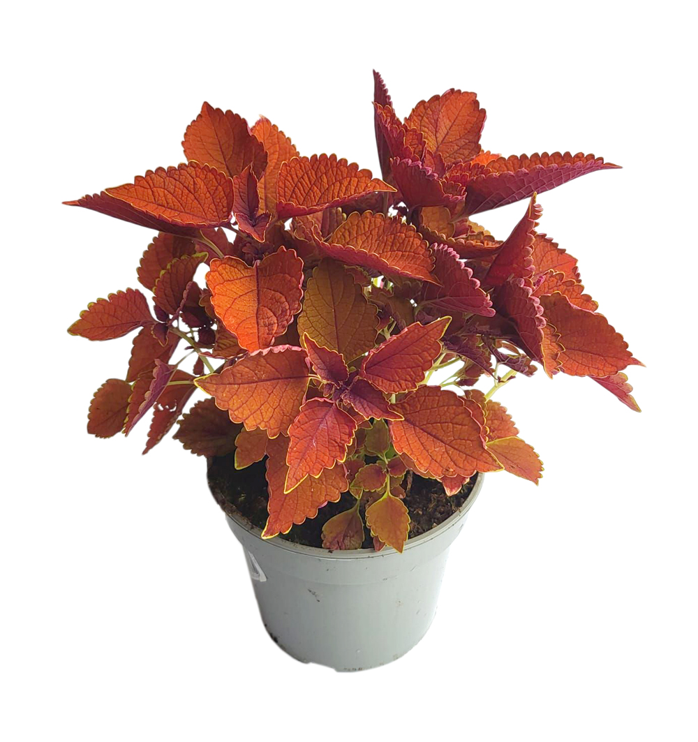 Coleus, 3 litr