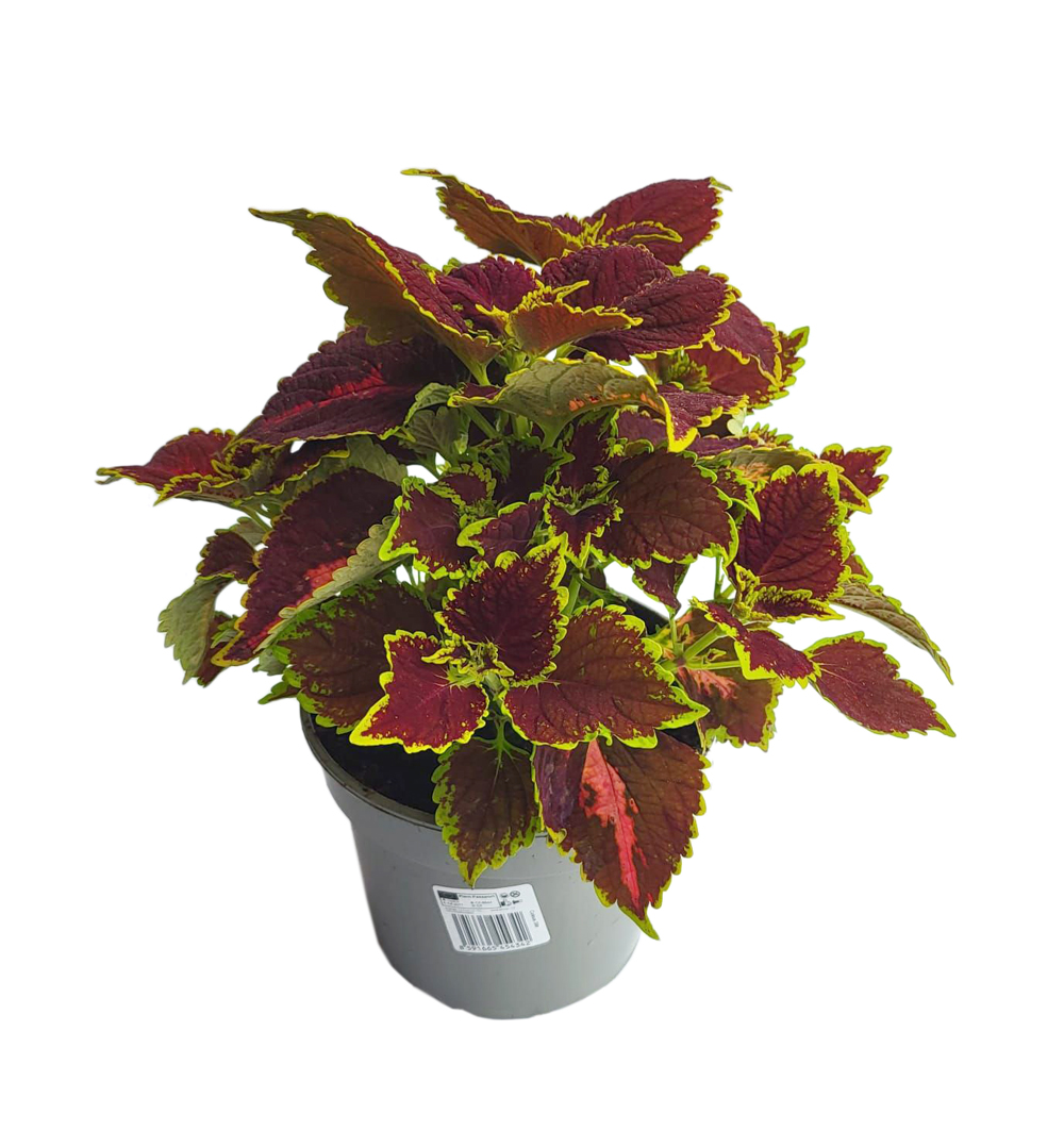 Coleus, 3 litr