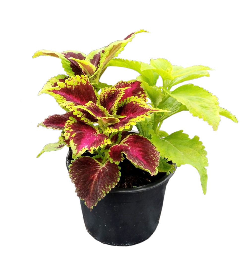 Coleus trio k14