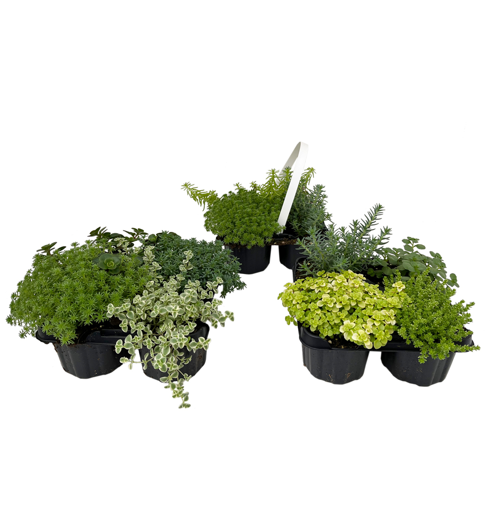 Trvalky Sedum 4pack