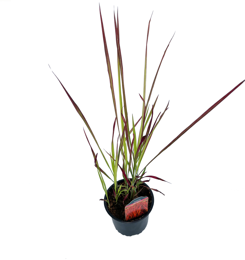 Imperata Cylindrica L. k14