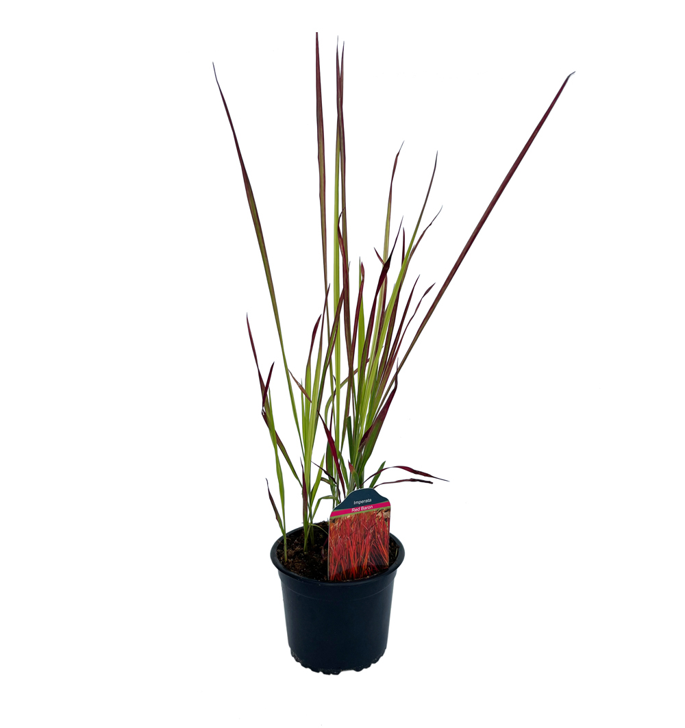 Imperata Cylindrica L. k14