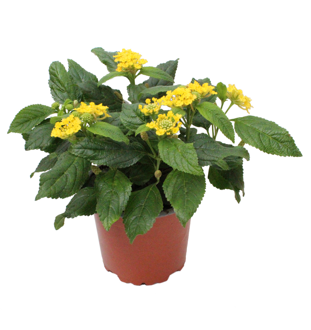 Lantana k10,5