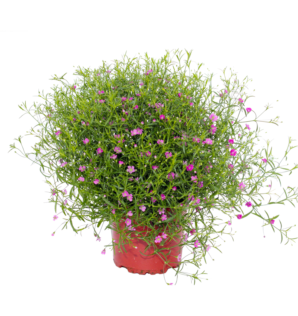 Gypsophila muralis k11