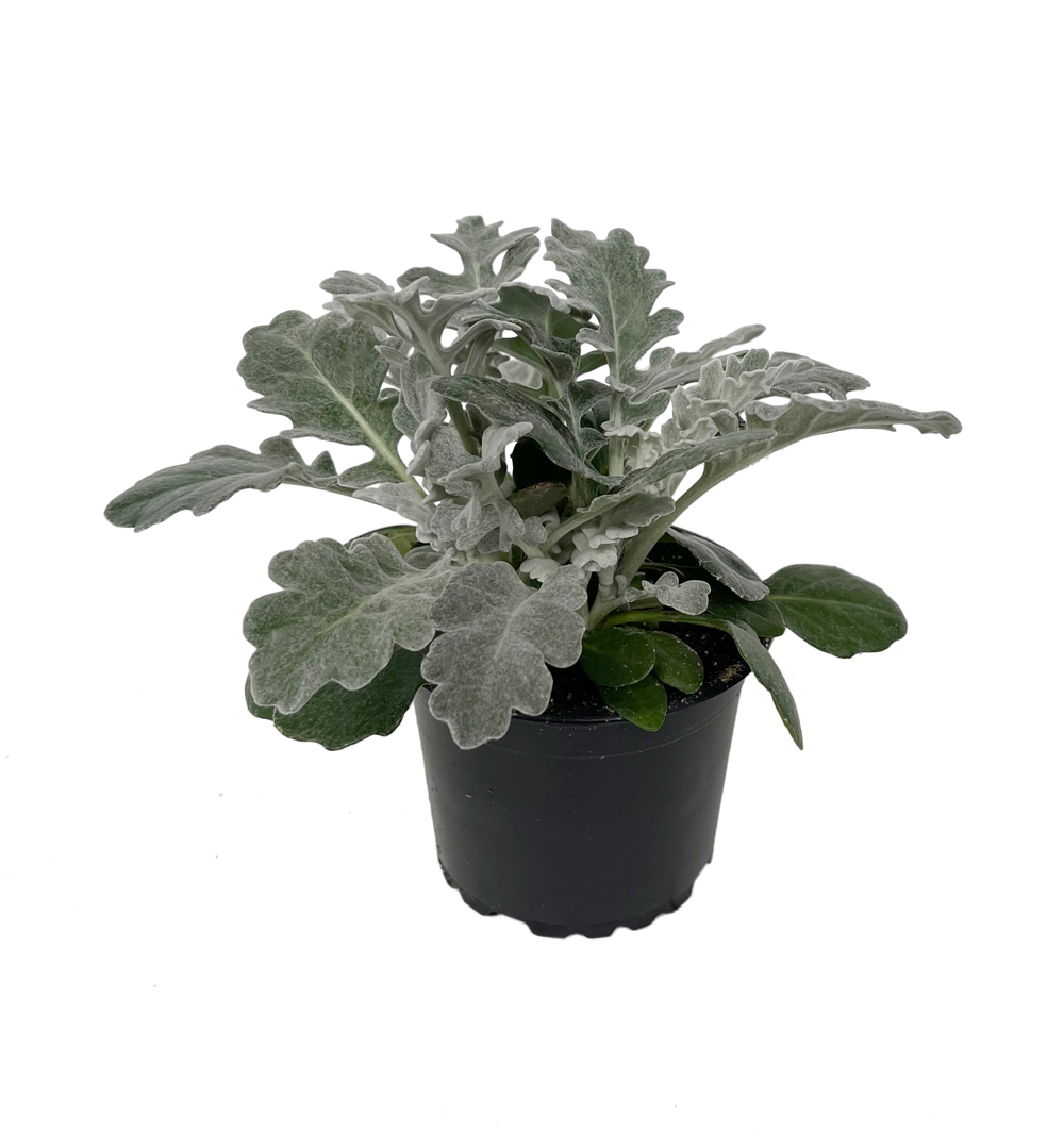 Senecio maritima k9