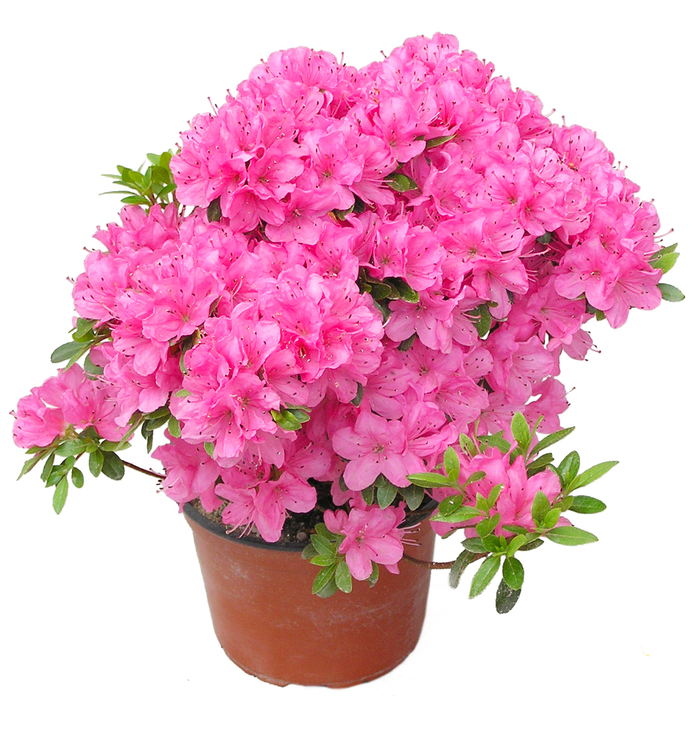 Azalea japonica k13