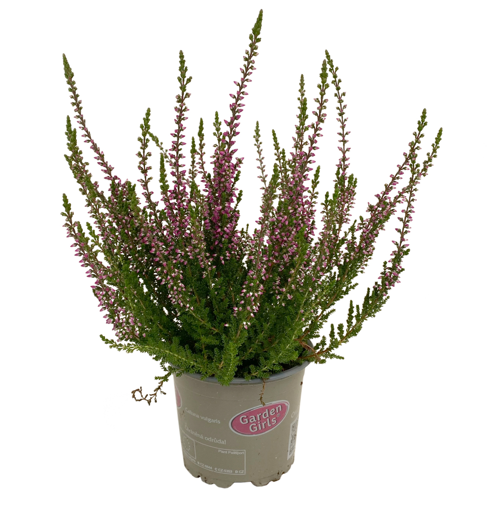 Calluna Gardengirls® k12